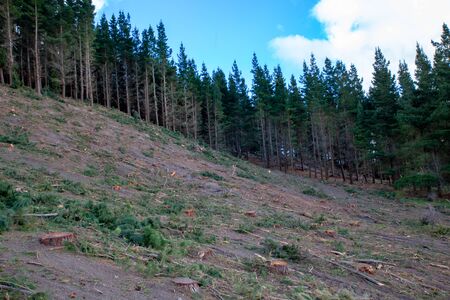 The side of a hill where pine trees have been harvested for timber in rural New Zealandの写真素材
