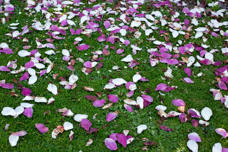 Magnolia petals decorate the grass at Mona Vale Gardens in springtimeの写真素材