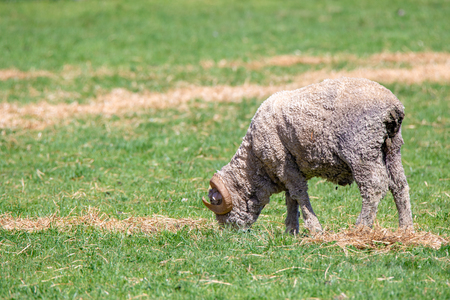 A merino ram with curly horns eats hay in a field in Canterbury, New Zealandの写真素材