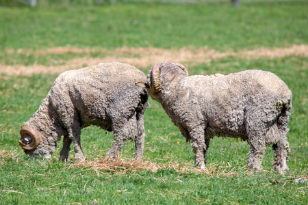 Two merino rams with curly horns in a paddock in Canterbury, New Zealandの写真素材