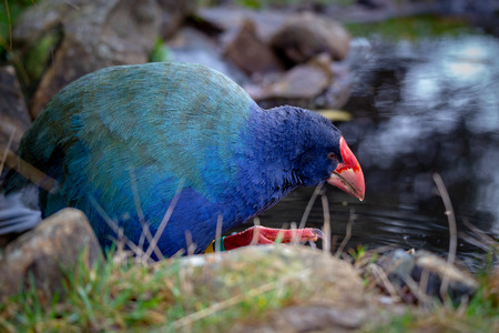 A flightless endangered takahe drinking at the edge of a pondの写真素材