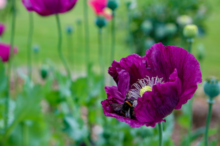 Beautiful violet poppies flowering in a wildflower gardenの写真素材