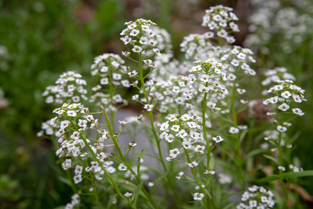 Alyssum grows in an organic garden as a companion plant and is beneficial to insectsの写真素材