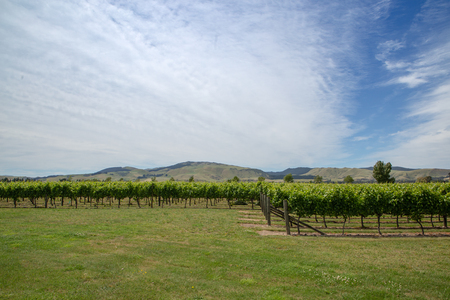Rows of grapes growing in a Waipara vineyard, New Zealandの写真素材