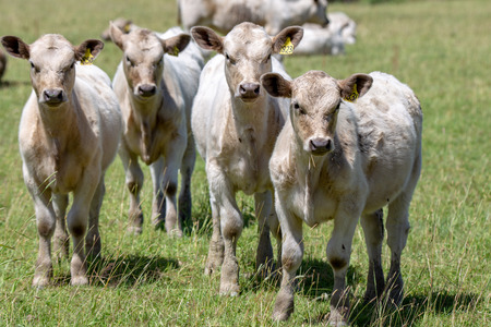 Young charolais white calves in a grassy field in Canterbury, New Zealandの写真素材