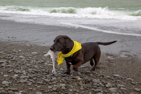A dog retrieves a fish from the surf to play with on the beachの写真素材