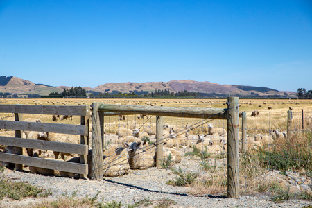 Sheep rest in a field behind a new farm fence in Canterbury, New Zealandの写真素材