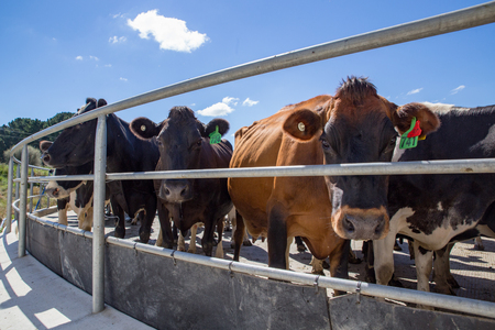Dairy cows waiting in the yard for their turn to go into the milking shed, Canterbury, New Zealandのeditorial素材