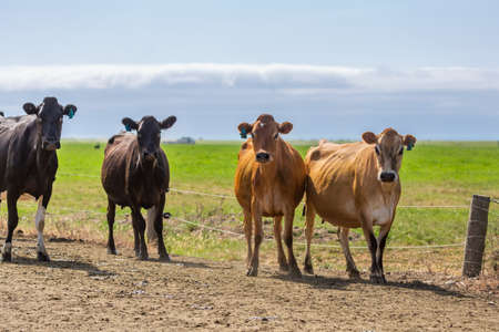 Dairy cows return to the pasture along the dirt track after being milked in Canterbury, New Zealandの写真素材