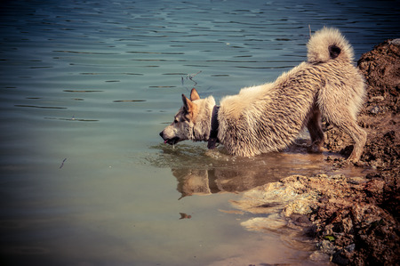 Dog is swimming in the lakeの写真素材