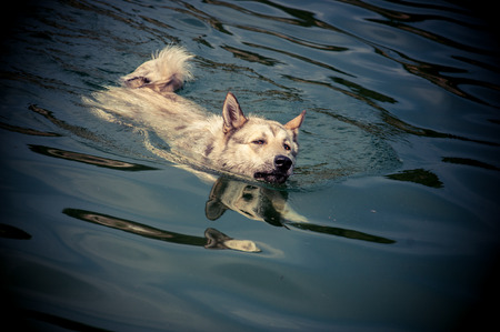 Dog is swimming in the lakeの写真素材