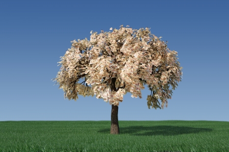 Money treeの写真素材