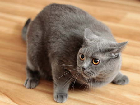 frightened cat on the floor with big eyes and ready to pounceの写真素材