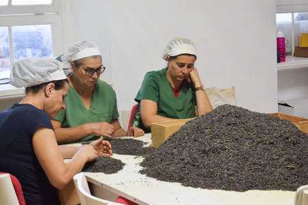 San Miguel/ Portugal - 26/09/2019: People are selecting dry tea leaves. Tea factory workersのeditorial素材