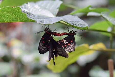 Newborn butterfly sitting on a flower. Butterfly nursery in Bali, Indonesia.の写真素材