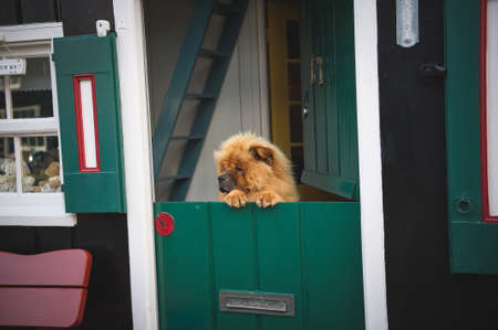 Marken/Netherlands - 24/09/2017: A fluffy red dog is looking out of the house. Stay at home concept. Quarantine due to coronavirusのeditorial素材
