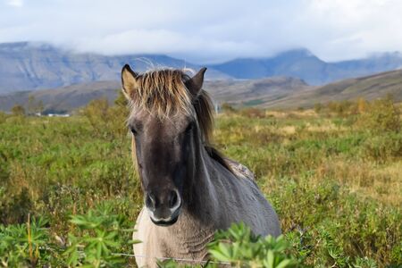 Free range Icelandic horse in the fieldsの写真素材