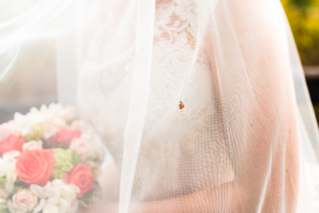 Bride and ladybirdの写真素材