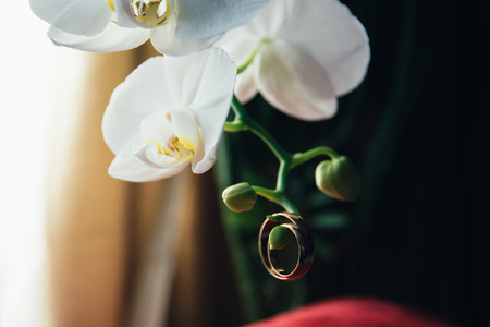 wedding rings on flowers 1の写真素材