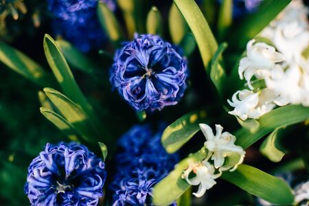 Beautiful spring flowers in the greenhouse. Botanical garden 1の写真素材