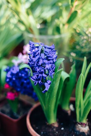 Beautiful spring flowers in the greenhouse. Botanical garden 1の写真素材