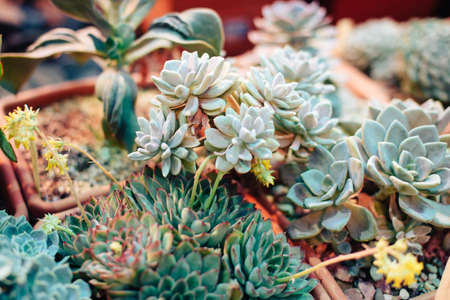 Beautiful spring flowers in the greenhouse. Botanical garden 1の写真素材