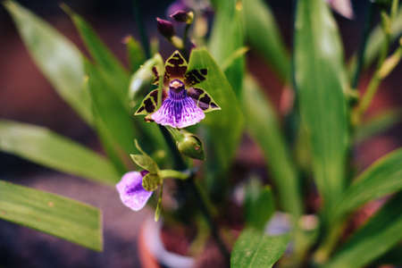 Beautiful spring flowers in the greenhouse. Botanical garden 1の写真素材