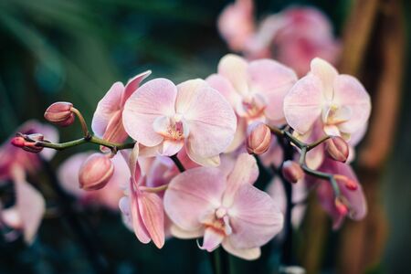 Beautiful spring flowers in the greenhouse. Botanical garden 1の写真素材