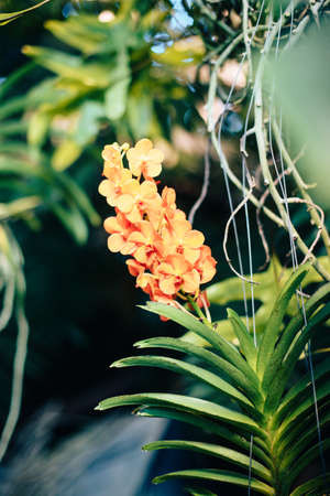 Beautiful spring flowers in the greenhouse. Botanical garden 1の写真素材