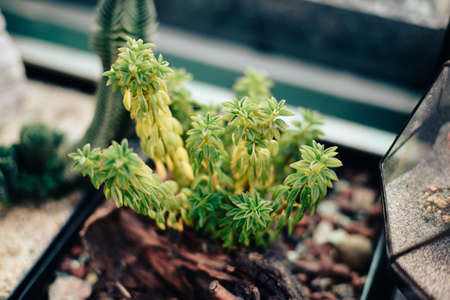 Beautiful spring flowers in the greenhouse. Botanical garden 1の写真素材