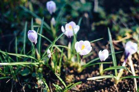 Beautiful spring flowers in the greenhouse. Botanical garden 1の写真素材
