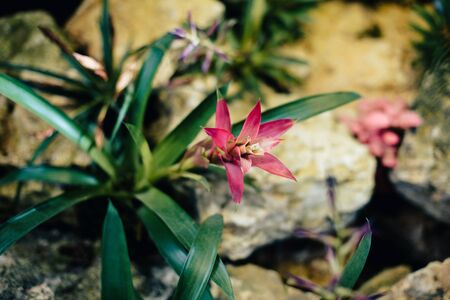 Beautiful spring flowers in the greenhouse. Botanical garden 1の写真素材