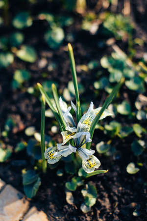 Beautiful spring flowers in the greenhouse. Botanical garden 1の写真素材