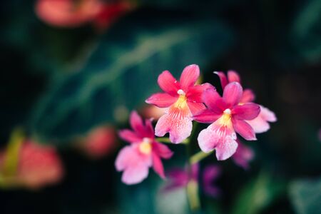 Beautiful spring flowers in the greenhouse. Botanical garden 1の写真素材