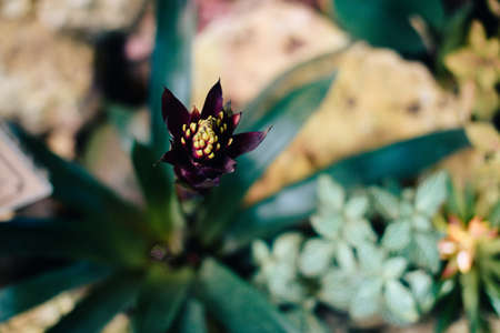 Beautiful spring flowers in the greenhouse. Botanical garden 1の写真素材