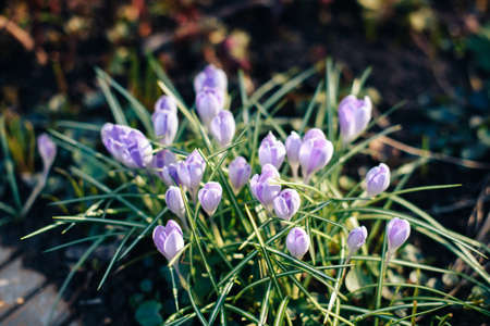 Beautiful spring flowers in the greenhouse. Botanical garden 1の写真素材