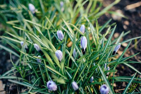 Beautiful spring flowers in the greenhouse. Botanical garden 1の写真素材