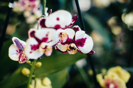 Beautiful spring flowers in the greenhouse. Botanical garden 1の写真素材