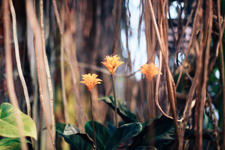 Beautiful spring flowers in the greenhouse. Botanical garden 1の写真素材