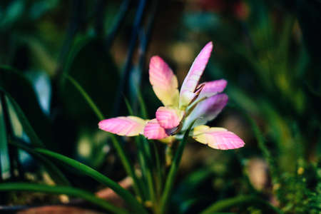 Beautiful spring flowers in the greenhouse. Botanical garden 1の写真素材