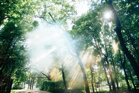 sunlight through the crown of treesの写真素材