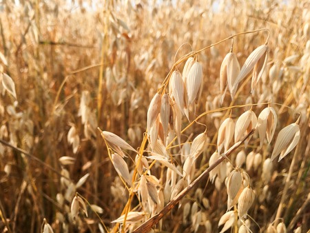 a mature cereal crop close-up, agriculture 1の写真素材