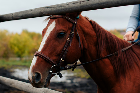 man learns riding a horse in autumn in a rural landscape 1の写真素材