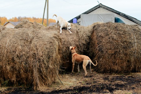 two dogs in haystacks in the countryside