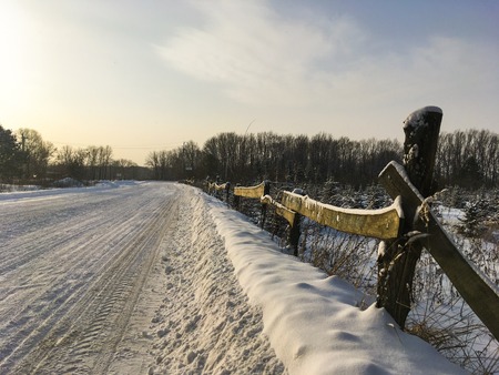 Fabulous Russian winter pine forest in the freezing weather 1の写真素材