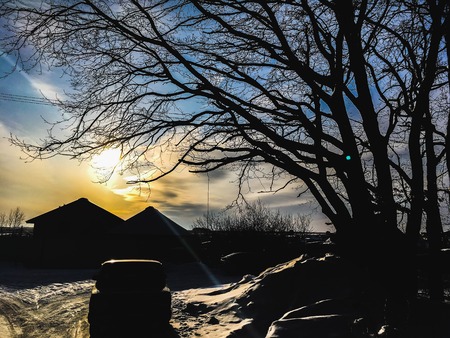 black tree branches on blue sky background and sunset, tree silhouette 1の写真素材