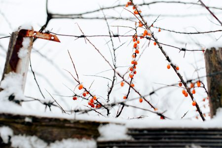 abstract winter background of snow and frozen berries 1の写真素材