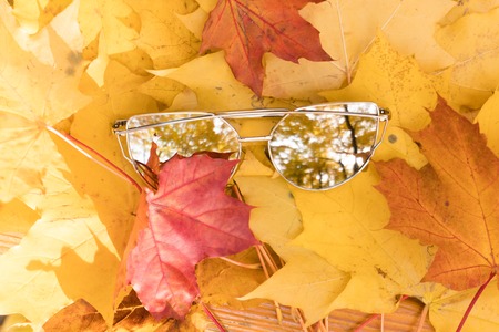 sunglasses lie on yellow autumn maple leaves