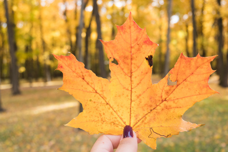 girl with a manicure holds in her hand yellow autumn maple leavesの写真素材