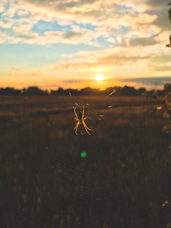 spider close-up on a web in the rays of the setting sunの写真素材